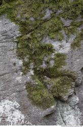 Photo Textures of Moss